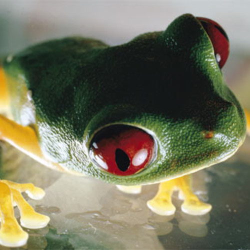 벨소리 tree frog - tree frog